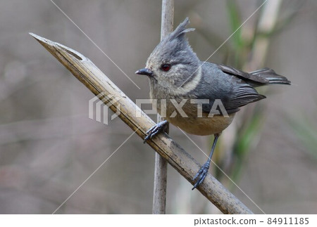 Gray crested tit with a prominent crown found in the Himalayas such as Nepal and India 84911185