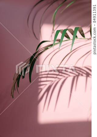 Palm tree leaves and shadow in front of pink background 84911391