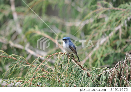 Slaty blue flycatcher, a beautiful blue bird found in the high mountains from Nepal and India to Thailand Slaty blue flycatcher, a beautiful blue bird found in the high mountains from Nepal and India to Thailand 84911473