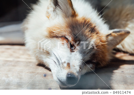 animal wild red fox sleeps after eating animal wild red fox sleeps after eating 84911474