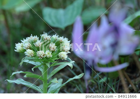The first snow in spring buds from below 84911666