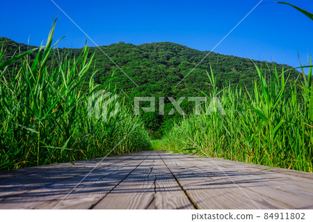 Prefectural Haruna Park (Takasaki City, Gunma Prefecture), a wooden path leading to the marshland on the shores of Lake Haruna 84911802