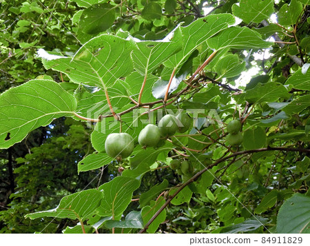 A. arguta (Toyoiwaoyama, Akita City) I got a little of this fruit and made it into fruit liquor. When it's big and ripe, let's jam it. A. arguta (Toyoiwaoyama, Akita City) I got a little of this fruit and made it into fruit liquor. When it's big and ripe, let's jam it. 84911829