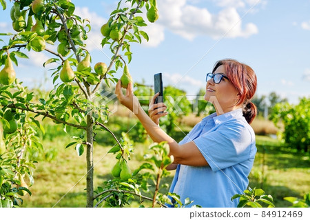 Woman gardener in an orchard taking photo of ripening pears on tree Woman gardener in an orchard taking photo of ripening pears on tree 84912469