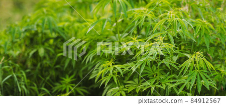 Legal Green Marijuana Cannabis Leaves Growing At Farm In Summer Day, Beautiful Cannabis Background. Cultivation Background. Marijuana Cultivation Green Lush Background Of Leaves. Young Cannabis Plant Legal Green Marijuana Cannabis Leaves Growing At Farm In Summer Day, Beautiful Cannabis Background. Cultivation Background. Marijuana Cultivation Green Lush Background Of Leaves. Young Cannabis Plant 84912567