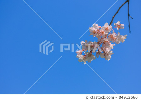 Sakura in Hokkaido 84912666