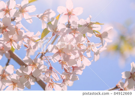 Sakura in Hokkaido 84912669