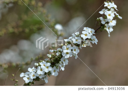 Branches that hang down like a willow 84913036