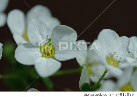 像柳樹一樣垂下來的樹枝 84913089