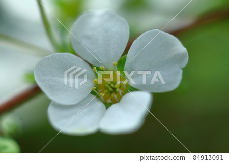 像柳樹一樣垂下來的樹枝 84913091