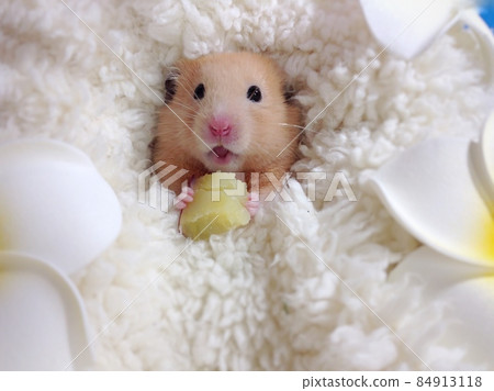 長著一張美味臉的倉鼠 長著一張美味臉的倉鼠 84913118