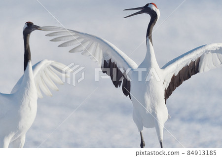 Japanese crane dance (Tsurui, Hokkaido) Japanese crane dance (Tsurui, Hokkaido) 84913185