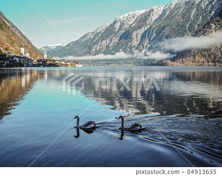 奧地利城市景觀的鴨子和哈爾施塔特在曠野中游泳 奧地利城市景觀的鴨子和哈爾施塔特在曠野中游泳 84913635