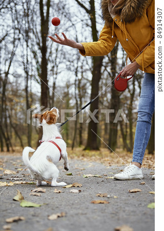 Woman with dog walk in autumn park 84914307