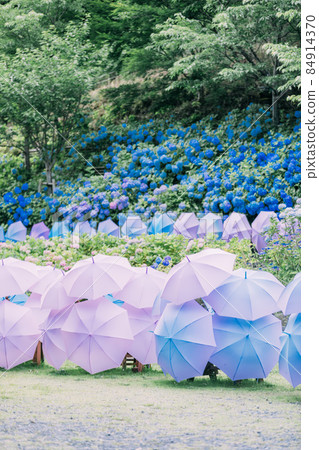 Hattasan Hydrangea 84914370