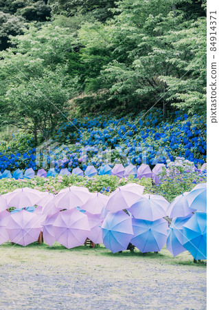 Hattasan Hydrangea 84914371