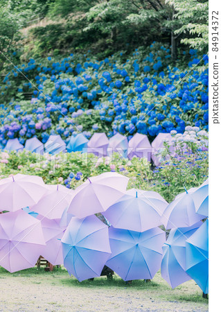 Hattasan Hydrangea 84914372