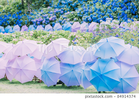 哈達桑繡球花 84914374