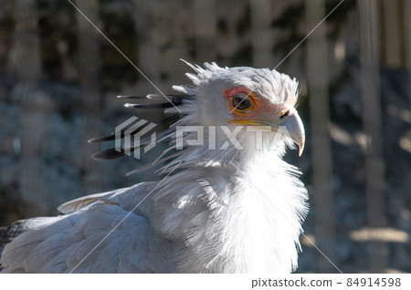 Beautiful looking secretarybird Beautiful looking secretarybird 84914598