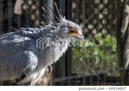 漂亮的秘書鳥 84914607