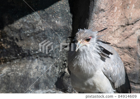 漂亮的秘書鳥 84914609