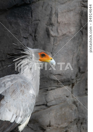 Beautiful looking secretarybird 84914644