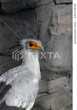 Beautiful looking secretarybird 84914646