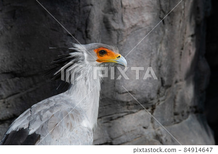 Beautiful looking secretarybird 84914647