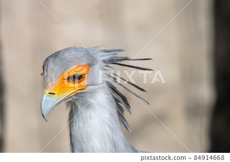 Beautiful looking secretarybird Beautiful looking secretarybird 84914668