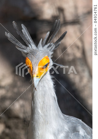 Beautiful looking secretarybird Beautiful looking secretarybird 84914761