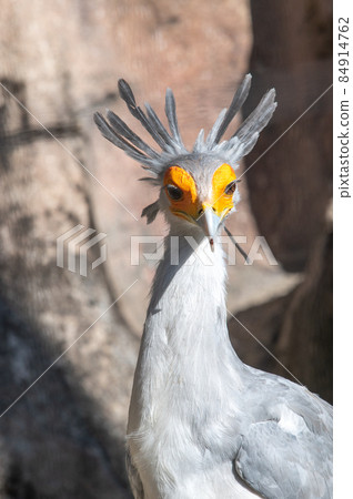 Beautiful looking secretarybird Beautiful looking secretarybird 84914762