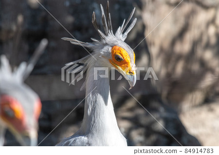 漂亮的秘書鳥 84914783