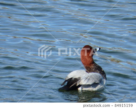紅頭與灰背形成鮮明對比的潛鴨 紅頭與灰背形成鮮明對比的潛鴨 84915159