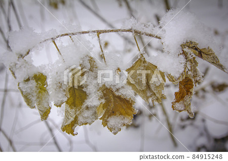 A dried branch of a blackberry with yellow leaves covered with fluffy snow A dried branch of a blackberry with yellow leaves covered with fluffy snow 84915248