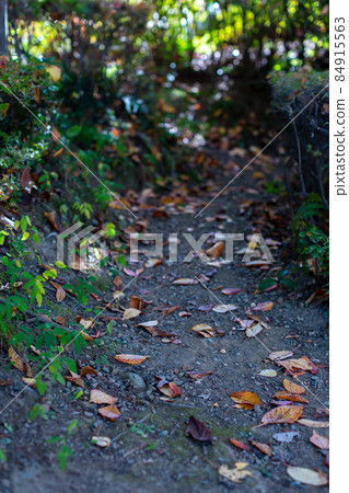 山路秋葉落葉楓 山路秋葉落葉楓 84915563