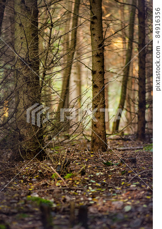 Majestic dark dense autumn forest. Strange misty dark forest. Majestic dark dense autumn forest. Strange misty dark forest. 84916356