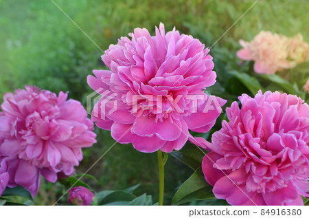 Pink color peonies flower. Pink peony flowers in garden. 84916380