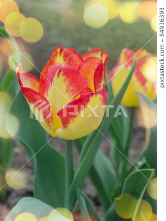 Beautiful tulip with stripe Cape Town 84916393