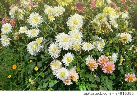 Dahlia cactus white flower Dahlia cactus white flower 84916396
