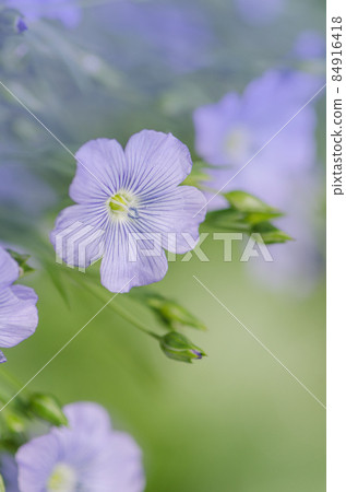 Flax blue flowers close up. Blue flax or lint 84916418