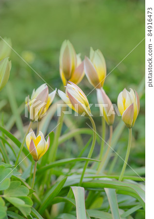 Tulipa Tarda growing in garden. Tulip tarda flower 84916473