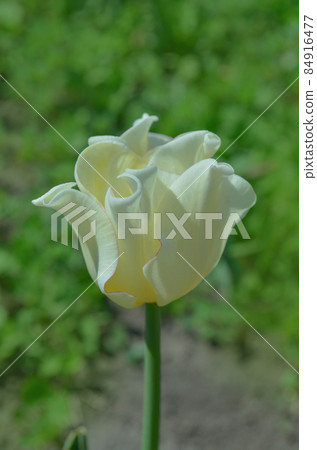 Crown shaped White Liberstar tulip Crown shaped White Liberstar tulip 84916477