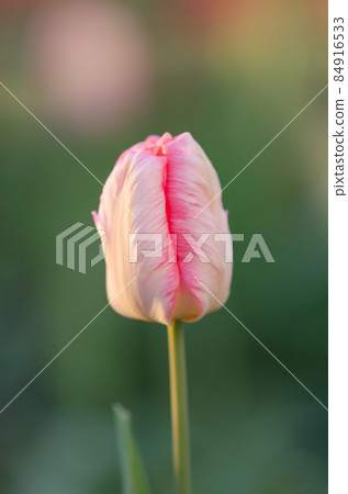 Pink Parrot tulip on garden background 84916533