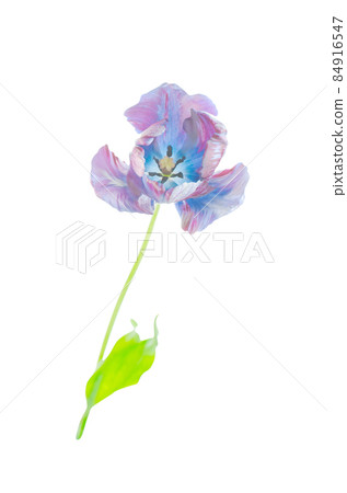 Original exotic blue tulip flower isolated 84916547