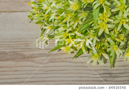Gagea lutea flowers Gagea lutea flowers 84916548