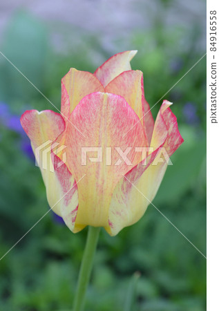 Beautiful tulip Marjolettii 84916558