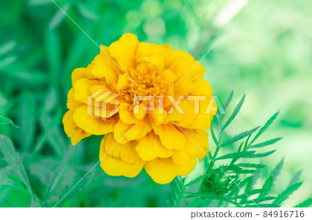 Yellow Marigolds flower Yellow Marigolds flower 84916716