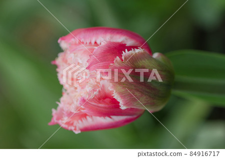 Beautiful terry fringed tulip Queensland Beautiful terry fringed tulip Queensland 84916717