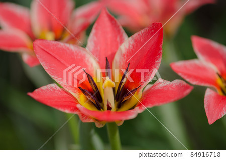 Beautiful tulip with stripe. Czaar Peter tulip Beautiful tulip with stripe. Czaar Peter tulip 84916718