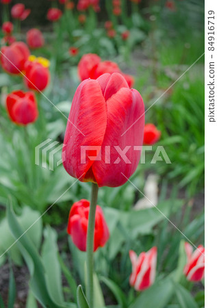 Red tulips blooming close up Red tulips blooming close up 84916719
